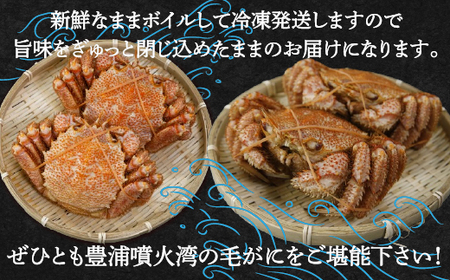 【令和7年度発送先行予約】【地元現役漁師が厳選！！】ボイル・毛ガニ2尾（1尾270～300g）北海道 豊浦 噴火湾 【 ふるさと納税 人気 おすすめ ランキング 魚介類 カニ 蟹 かに 毛がに 毛蟹 大容量 お得 おいしい 美味しい 新鮮 北海道 豊浦町 送料無料 】 TYUR005