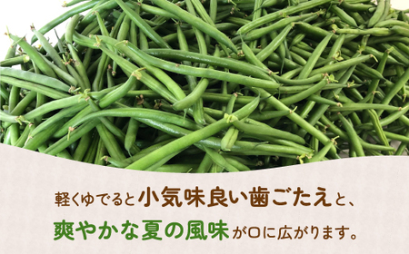 【2026.7月以降順次出荷】さやいんげん 2kg バラ詰め サイズ混合 北海道 豊浦町 TYUF002