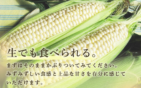 【2025年8月以降発送】ホワイトショコラ　白いとうもろこし 10本 北海道 豊浦町産 とうきび 【 ふるさと納税 人気 おすすめ ランキング 野菜 その他野菜 とうもろこし トウモロコシ 国産 ホワイト ショコラ 白い とうきび おいしい 美味しい 北海道 豊浦町 送料無料 】 TYUH002