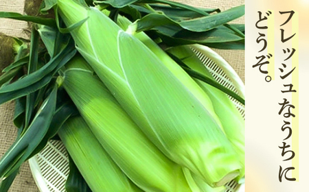 【2026年8月下旬以降順次発送】ホワイトショコラ 白いとうもろこし 20本 北海道 豊浦町産 とうきび TYUH003