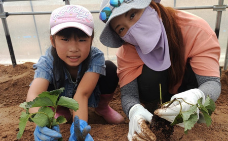 いちご 【2026月4月下旬以降出荷】豊浦いちご　250ｇ×4パック TYUAH003