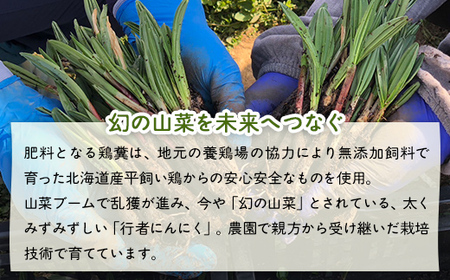 【2026年2月以降順次出荷】北海道豊浦産 行者にんにく 50g×16パック TYUF009 | にんにく