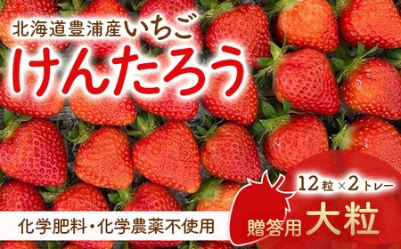 【2026.4月下旬以降順次出荷】贈答用いちご（大粒）　12粒2トレー TYUW006