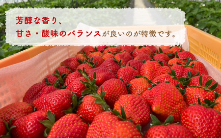 【2026.4月下旬以降順次出荷】北海道 豊浦 いちご 小玉 けんたろう 250g×4パック1箱 約1kg TYUW001