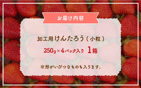 【2026.4月下旬以降順次出荷】北海道 豊浦 いちご 加工用 小粒 けんたろう 250g×4パック1箱 約1kg TYUW003