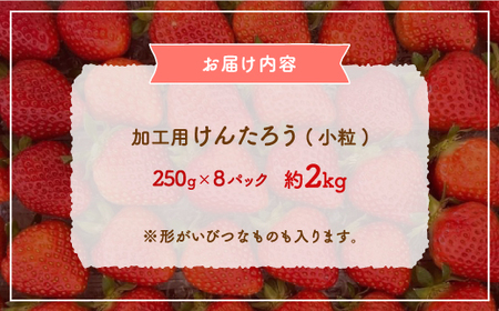 【2026.4月下旬以降順次出荷】北海道 豊浦 いちご 加工用 小粒 けんたろう 250g×8パック 約2kg TYUW004
