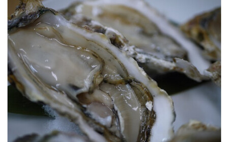 【約3.8㎏】馬島産 牡蠣/かき カキ 生牡蠣 殻付き 牡蠣 カキ 牡蠣【期間限定※2026年1月中旬～3月下旬発送】