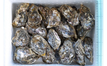 【約3.8㎏】馬島産 牡蠣/かき カキ 生牡蠣 殻付き 牡蠣 カキ 牡蠣【期間限定※2026年1月中旬～3月下旬発送】