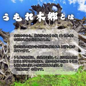 令和7年産 阿武町 「 うもれ木の郷 」 こしひかり 2kg×3袋 【 エコやまぐち認証 】