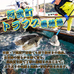 ふく料理 2人前 阿武町産 トラフグ 刺身 ちり鍋 セット 海鮮 グルメ ギフト 《お届け：2025年10月上旬頃～2026年3月末頃出荷予定》 山口県 阿武町産 秋冬のごちそう 国産ふぐを贅沢に味わう