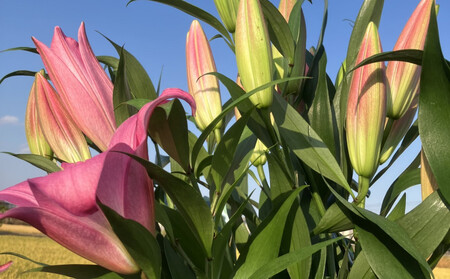 百合 マスター(ピンク)20輪