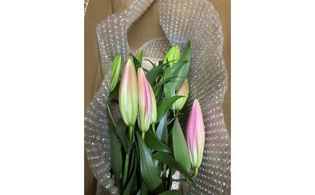 百合 マスター(ピンク)20輪