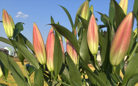 百合 マスター（ピンク）30輪