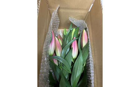 百合 マスター（ピンク）30輪