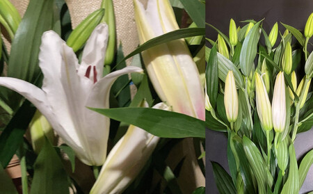 百合・シベリア 20輪 切り花