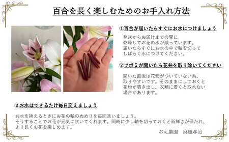 百合・シベリア 20輪 切り花