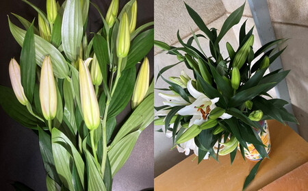 百合・シベリア 30輪 切り花