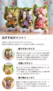 【ネコ】アニマルフラワー