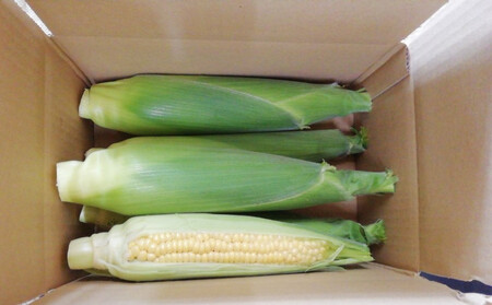 とうもろこし ゴールドラッシュ 4本