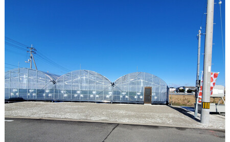 いちご狩り 大人2名 4品種栽培