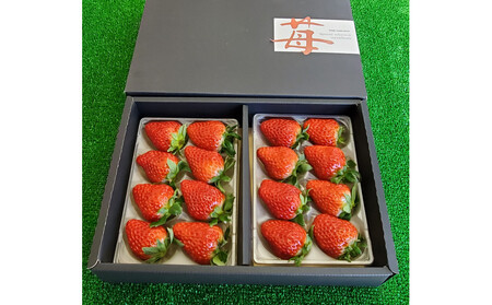 いちご 約250g×2　【かおり野/紅ほっぺ/ベリーポップすず】から1～2品種お届け