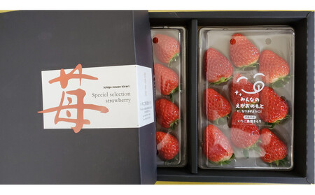 いちご 約250g×2　【かおり野/紅ほっぺ/ベリーポップすず】から1～2品種お届け