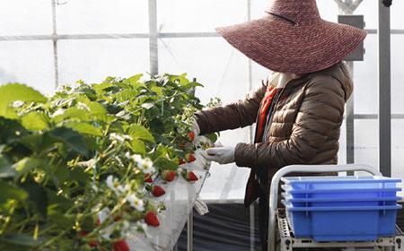 冷凍 勝占(かつら)いちご 3袋セット