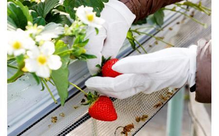  最高級いちご「勝占いちご」15粒【2月お届け】(老舗料亭も御用達)