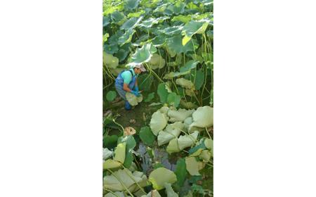 大小バラ 蓮根 約2kg れんこん