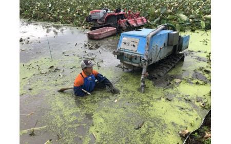 大小バラ 蓮根 約4kg れんこん