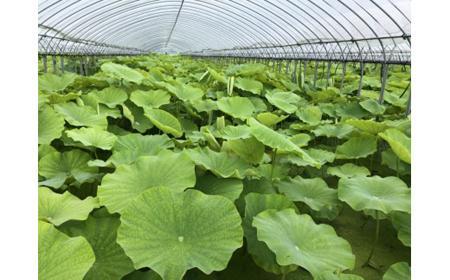 大小バラ 蓮根 約4kg れんこん