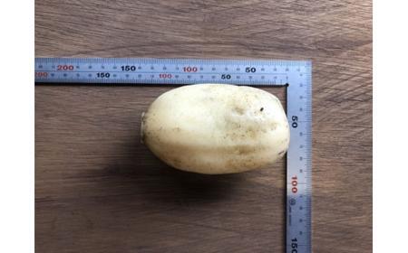 蓮根 業務・シェア用「Mサイズ」約8kg入 れんこん