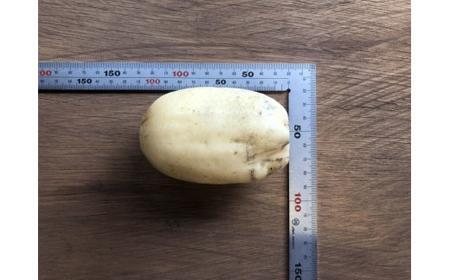 蓮根 業務・シェア用「Mサイズ」約8kg入 れんこん