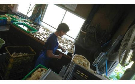 蓮根 業務・シェア用「Mサイズ」約8kg入 れんこん