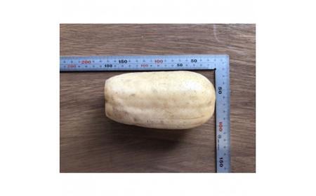 蓮根 業務・シェア用「Lサイズ」約8kg入 れんこん