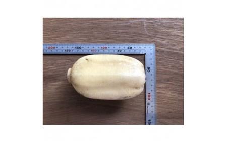 蓮根 業務・シェア用「Lサイズ」約8kg入 れんこん