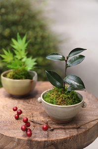 プリザーブドフラワー ぷり盆栽 アジアンタム