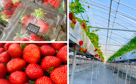 【2026年1月頃より順次発送】KISAI BERRY 250g×4パック 【数量限定】 | 栽培期間中農薬不使用 苺 いちご イチゴ 徳島 鳴門 果物 フルーツ スムージー ジャム