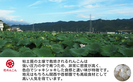 ふわっシャキ 鳴門れんこん ハンバーグ 220g×4個　鳴門　惣菜　冷凍　ハンバーグ　れんこん　おかず　お手軽