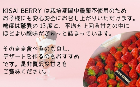 【2026年1月頃より順次発送】KISAI BERRY 大粒 30個 【数量限定】 | 栽培期間中農薬不使用 苺 いちご イチゴ 徳島 鳴門 果物 フルーツ スムージー ジャム