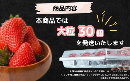 【2026年1月頃より順次発送】KISAI BERRY 大粒 30個 【数量限定】 | 栽培期間中農薬不使用 苺 いちご イチゴ 徳島 鳴門 果物 フルーツ スムージー ジャム