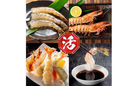 活〆 急速冷凍 クルマエビ 750g 【冷凍発送】