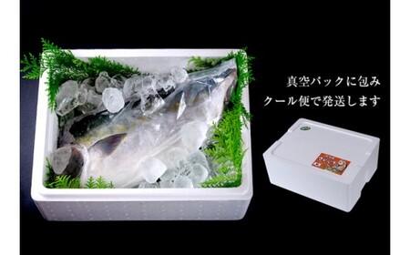 【期間限定・申込は12月12日まで】すだち鰤 半身 約1.5kg 徳島県産 ぶり ブリ ブランド鰤 鳴門 刺身 魚 真空パック すだちブリ ぶり 魚 鰤 ブリ