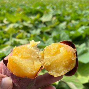 熟成さつまいも みーつ (ほくほく系) 3.0kg  ｜ なると金時 鳴門金時 甘い ホクホク 国産 熟成 産地直送 スイーツ 焼きいも スイートポテト おやつ 天ぷら 干し芋 ギフト お土産 おみやげ