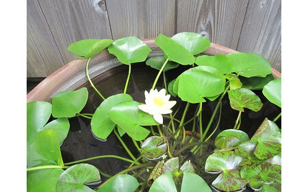 大谷焼 　深鉢２尺　１個 （森陶器）　メダカ鉢　睡蓮蜂　深鉢　ギフト　母の日　父の日　敬老の日　結婚祝い　クリスマス　大谷焼　