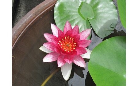 大谷焼 　深鉢２尺　１個 （森陶器）　メダカ鉢　睡蓮蜂　深鉢　ギフト　母の日　父の日　敬老の日　結婚祝い　クリスマス　大谷焼　