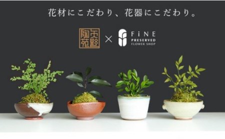 プリザーブドフラワー ぷり盆栽 柘植 | 徳島県鳴門市 | ふるさと納税