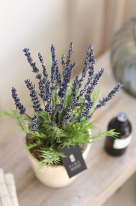 プリザーブドフラワー ラベンダー ピンク