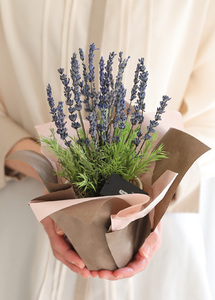 プリザーブドフラワー ラベンダー ピンク