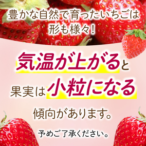 【2026年1月より順次発送】 いちご さちのか 約1kg (約200g×5パック) いちご